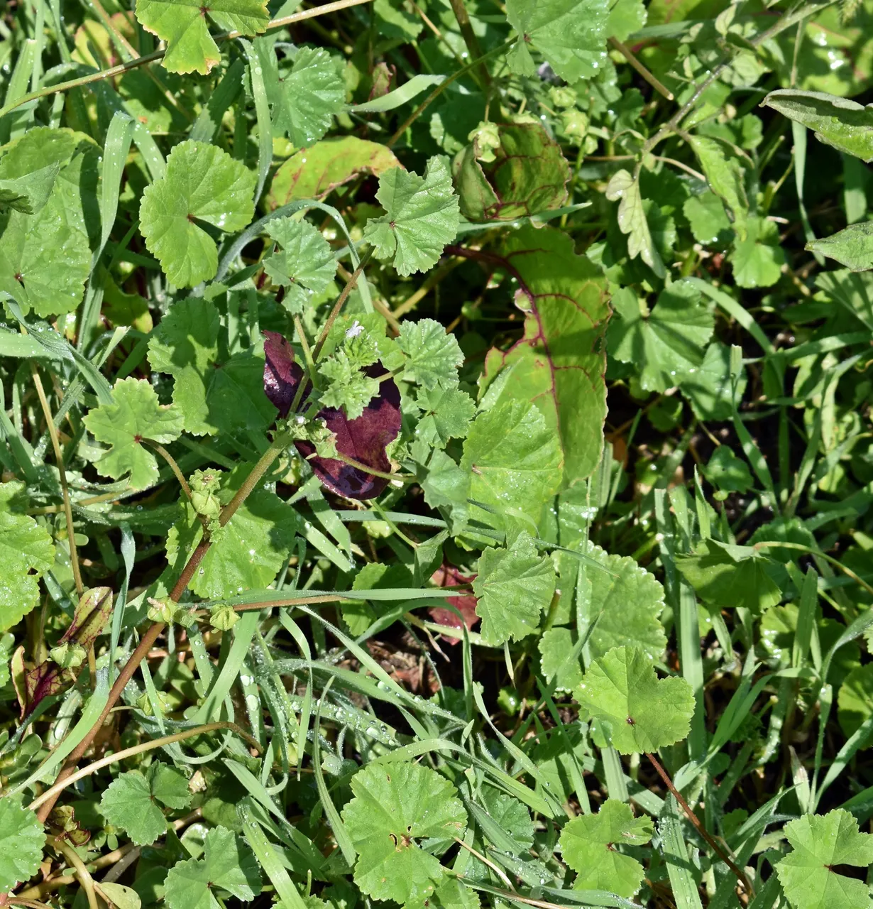 DSC_2993_1600.JPG