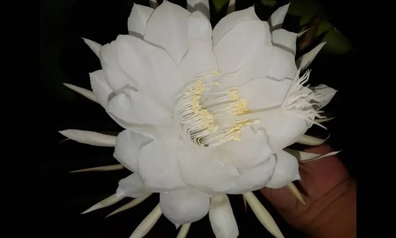 IMG20200715WA0042.jpg