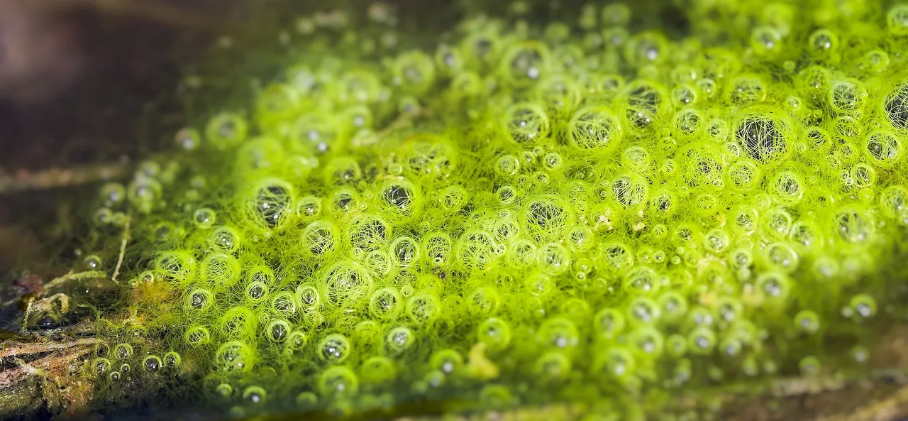 bubble1141188_1920.jpg