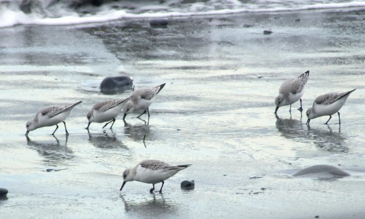 0888Sandpipers.jpg