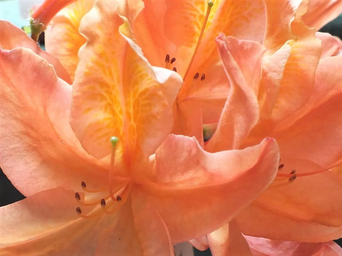 0653PeachRhody.jpg