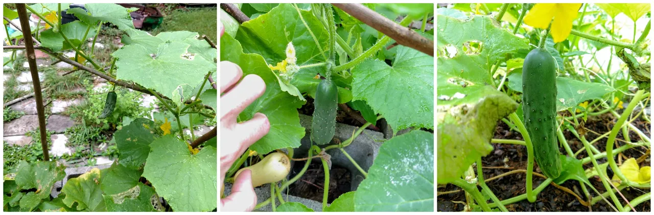 Cukes 618.jpg