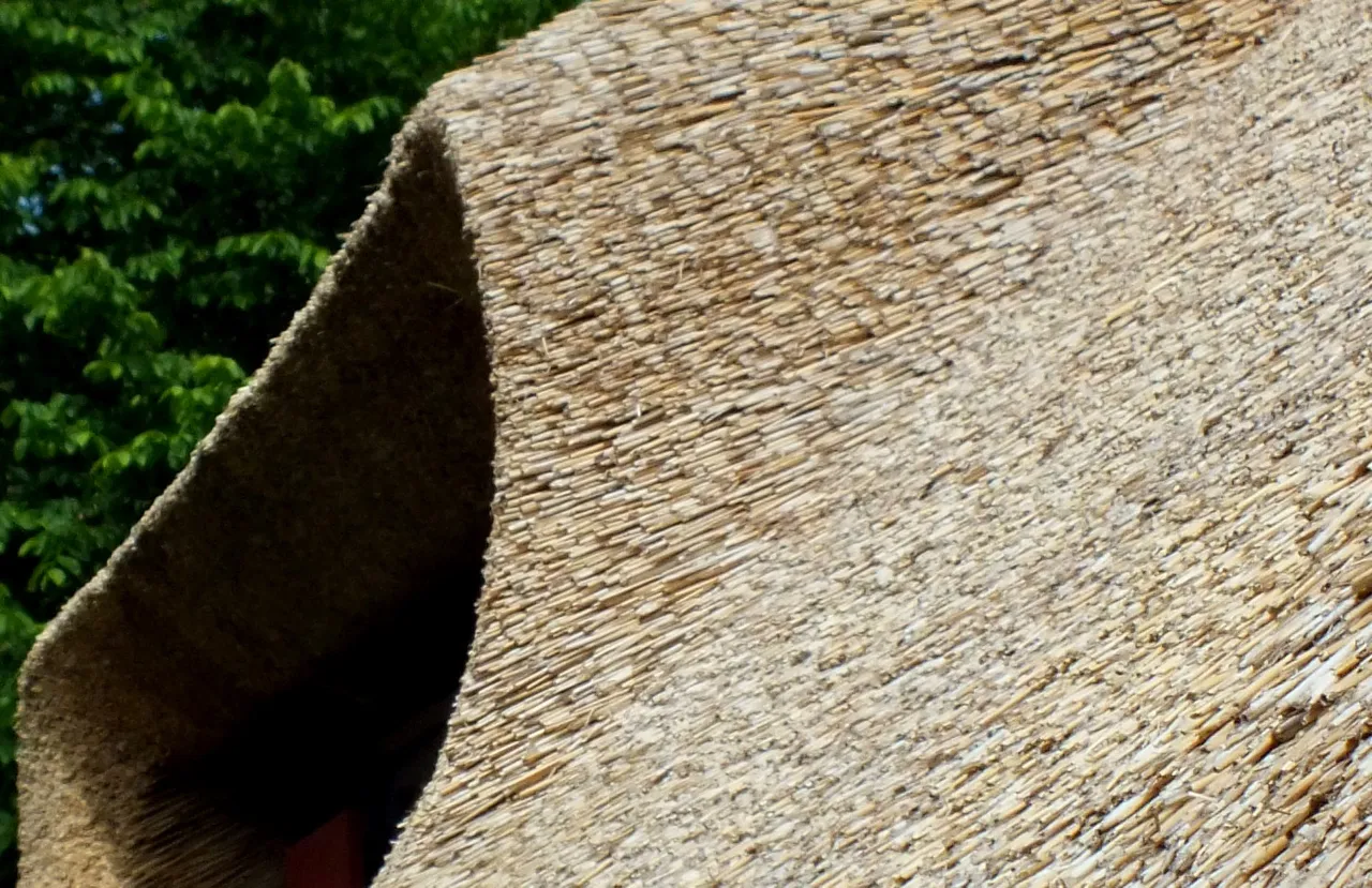 RD0198Thatch.jpg