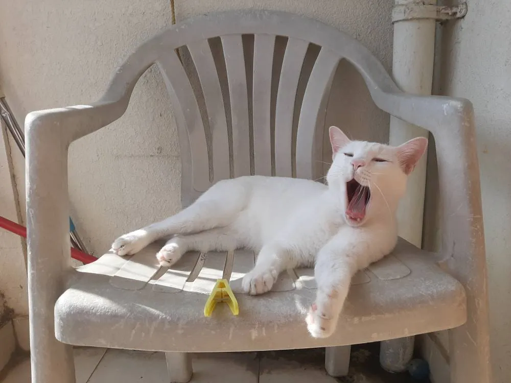 yawn.jpg