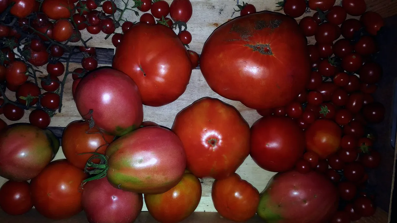 veg7.jpg