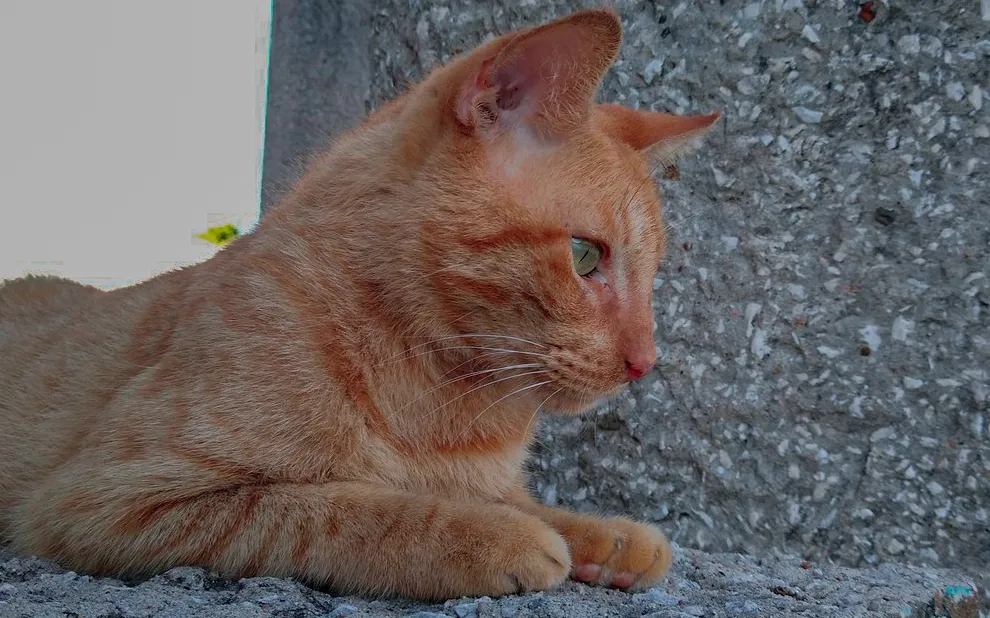 cat3.jpg