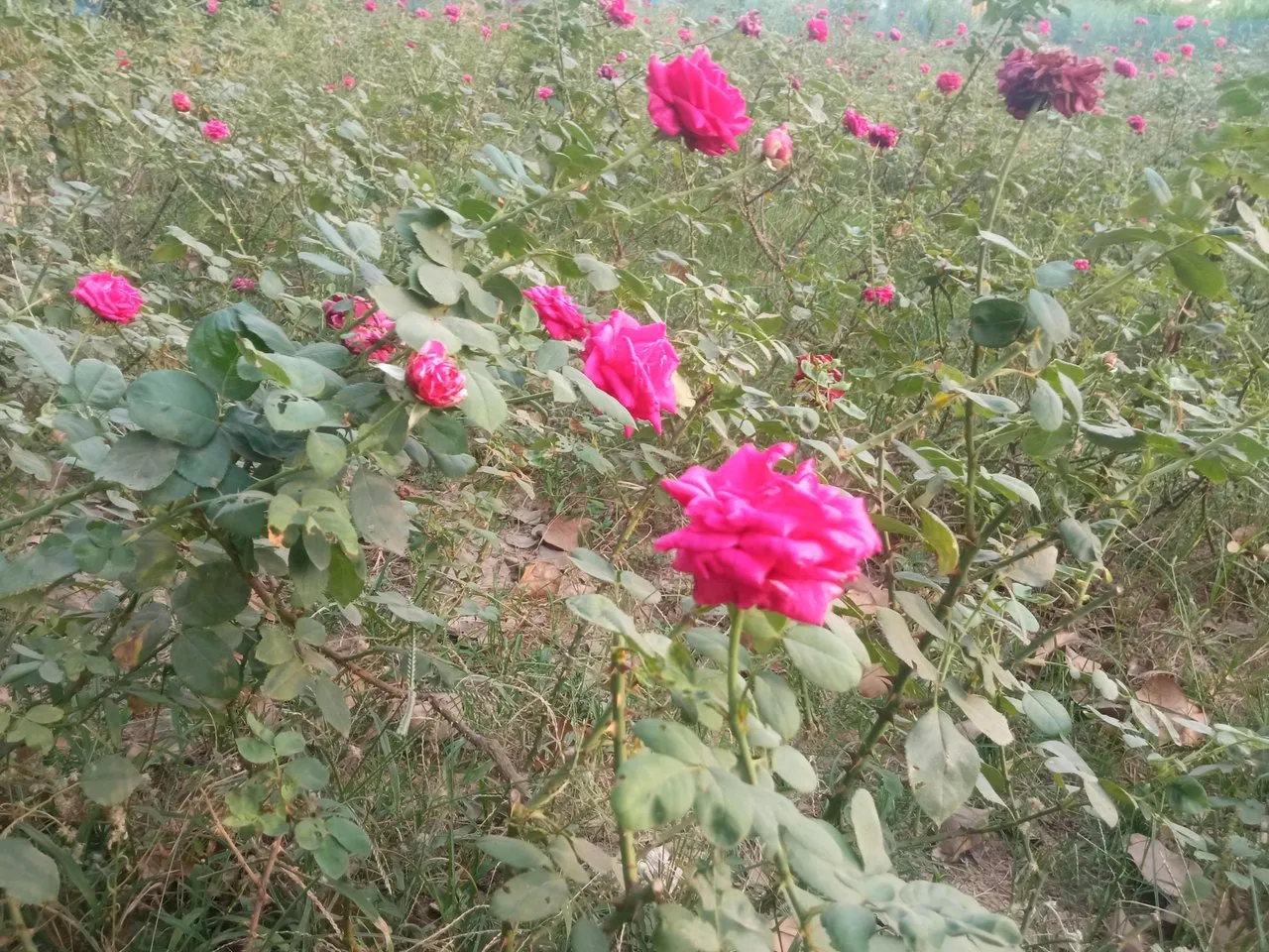 Beautiful time in the kingdom of Roses Beautiful Sunday