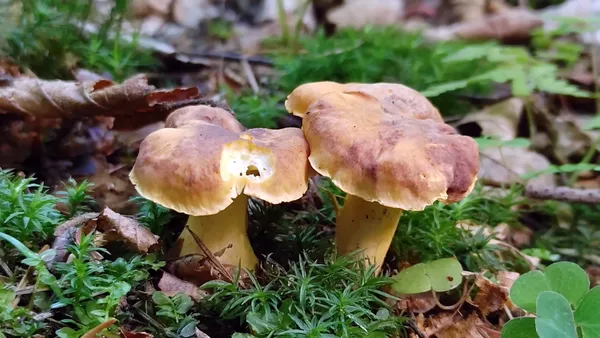 amethyst-chanterelle-a-rare-edible-mushroom-in-europe