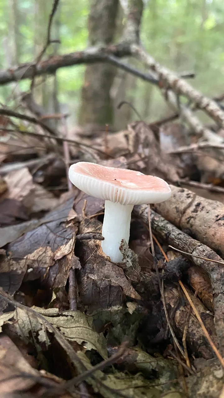 Russula