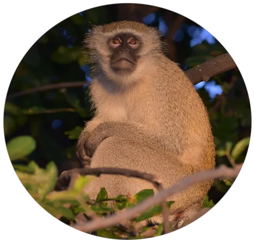 singe.png