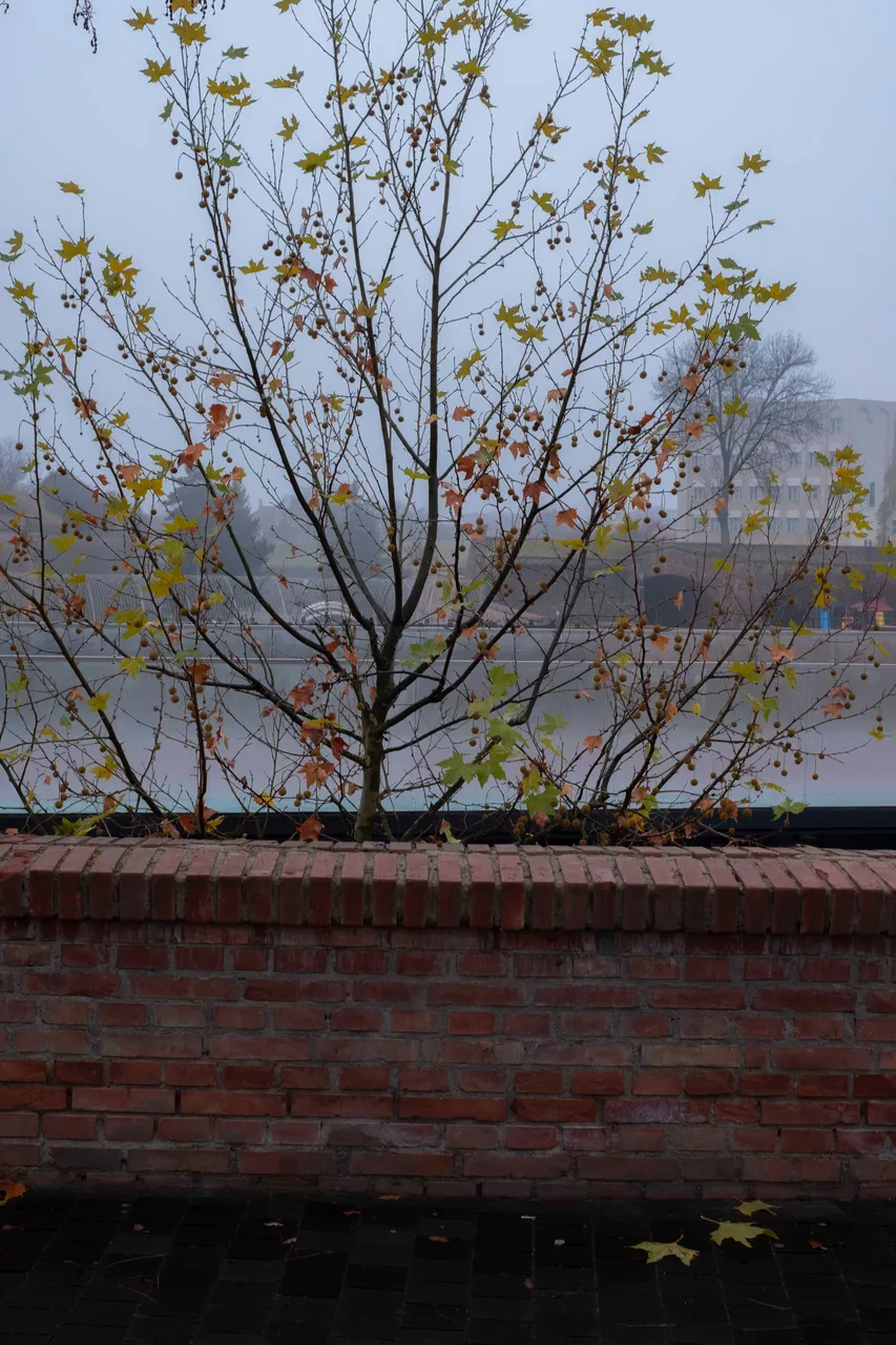 fog10.jpg