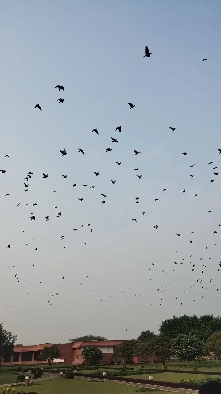 birds.jpg
