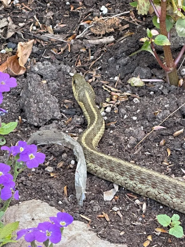 snake.jpg