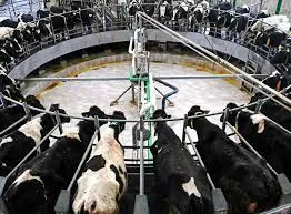 cows.jpeg