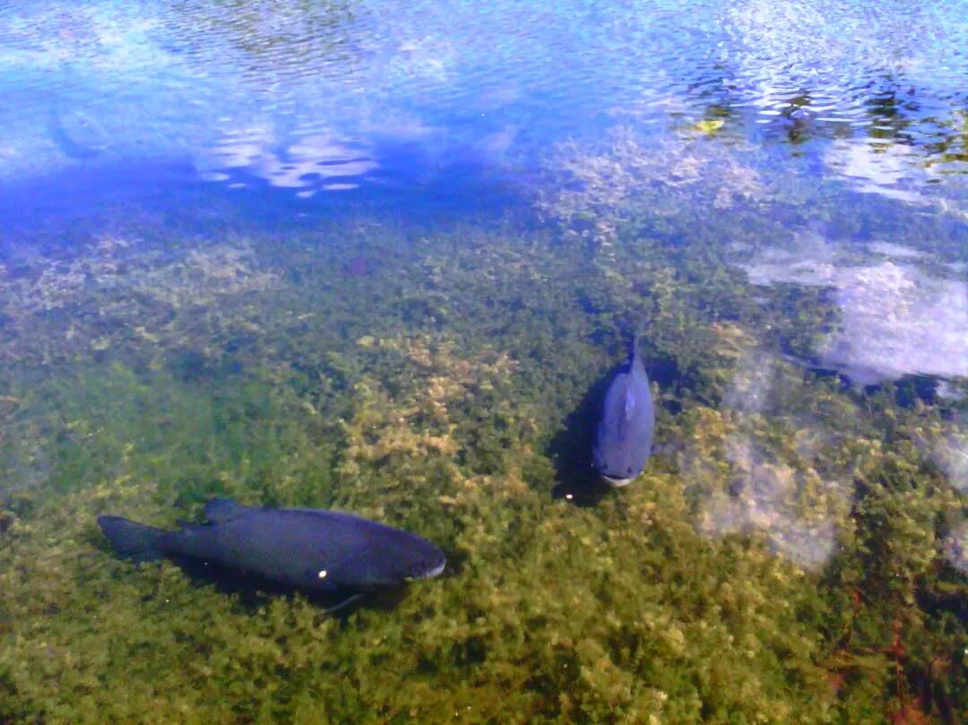 Peces.jpg