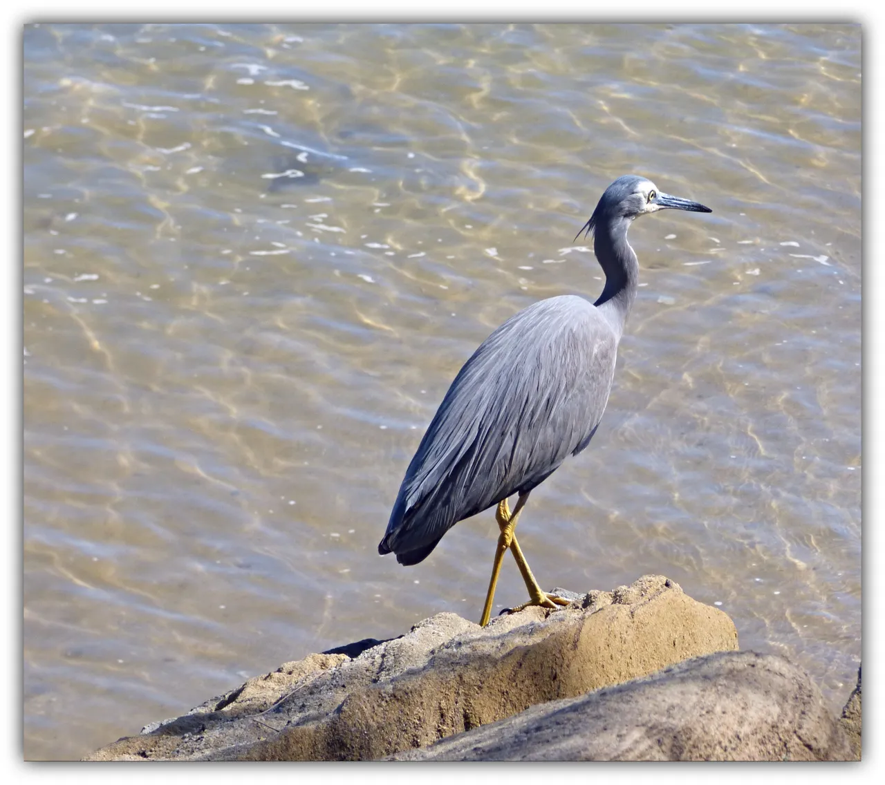 heron.jpg