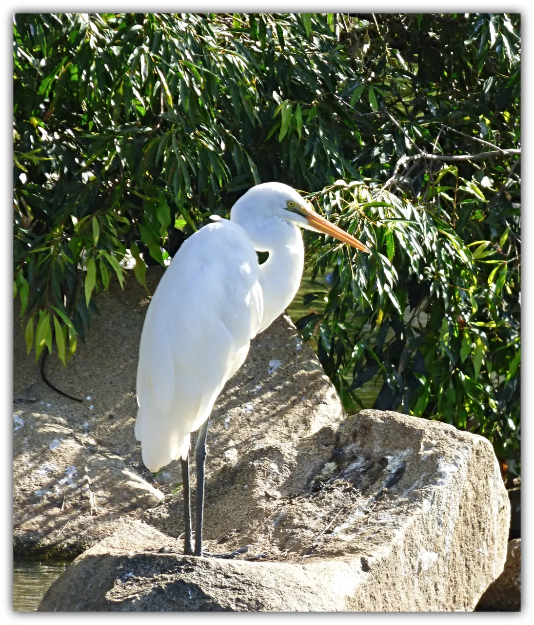 HERON.jpg