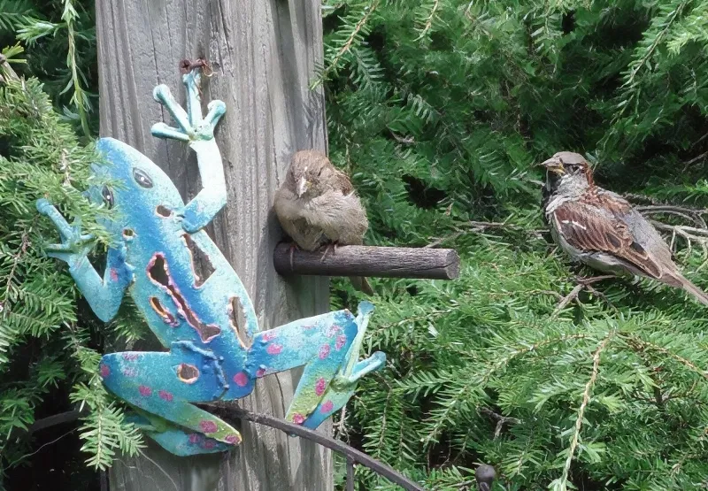 birds.jpg