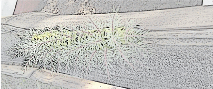 oruga.gif