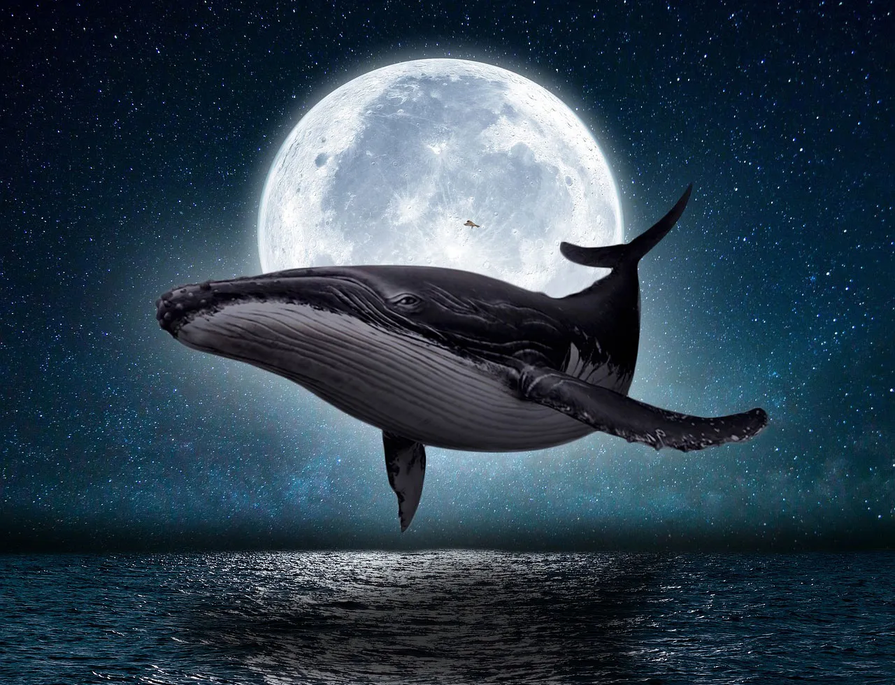 whale.jpg
