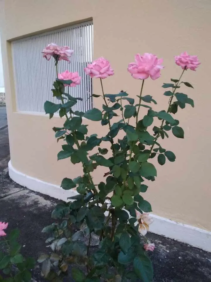 ¿Quién soy? Tres cualidades que me definen [ESPENG]