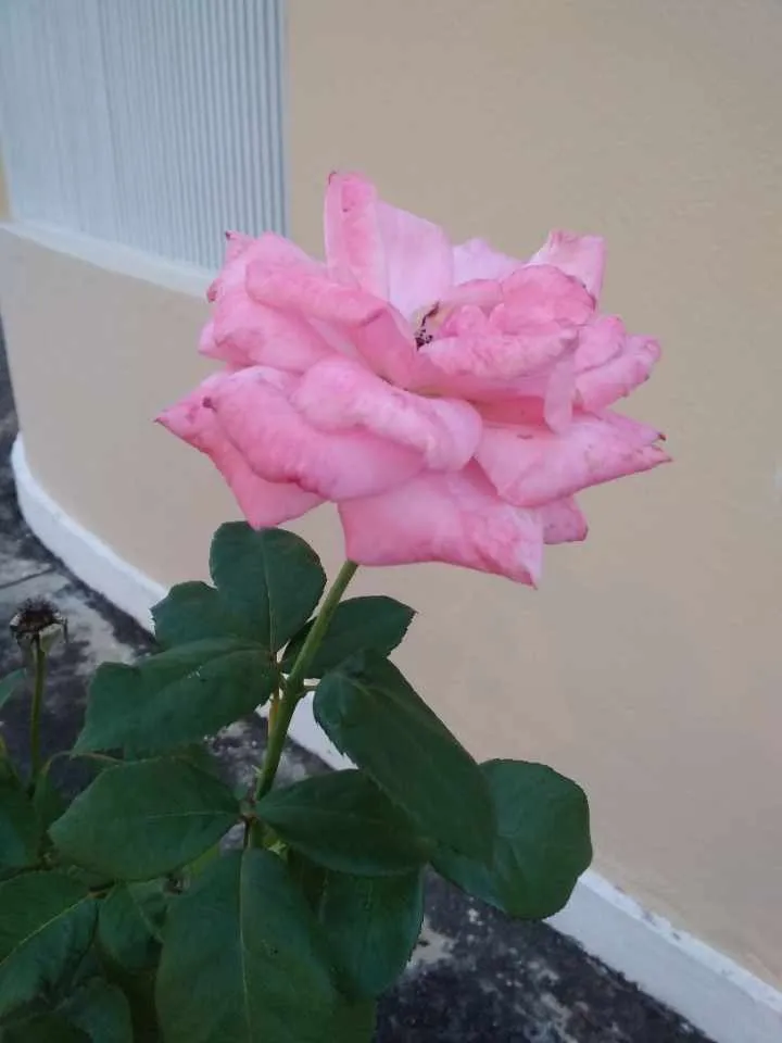 ¿Quién soy? Tres cualidades que me definen [ESPENG]