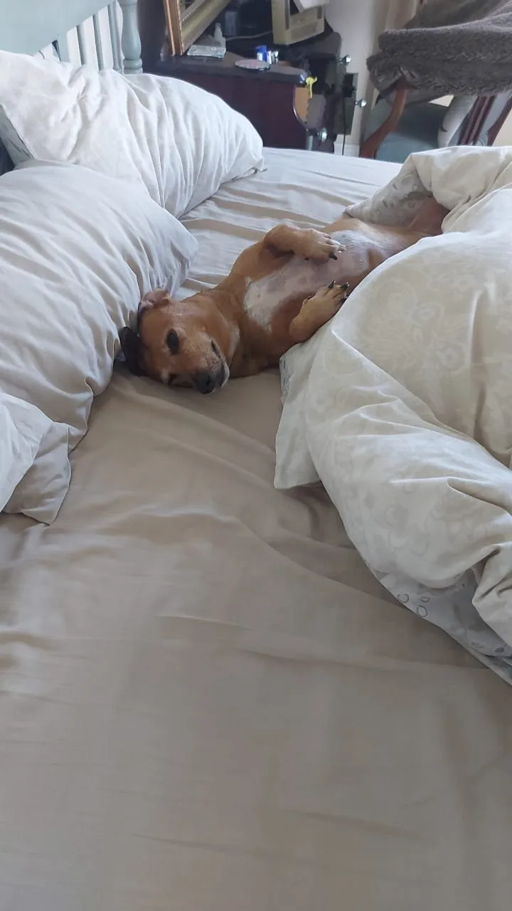 Bubbles Pet office helper