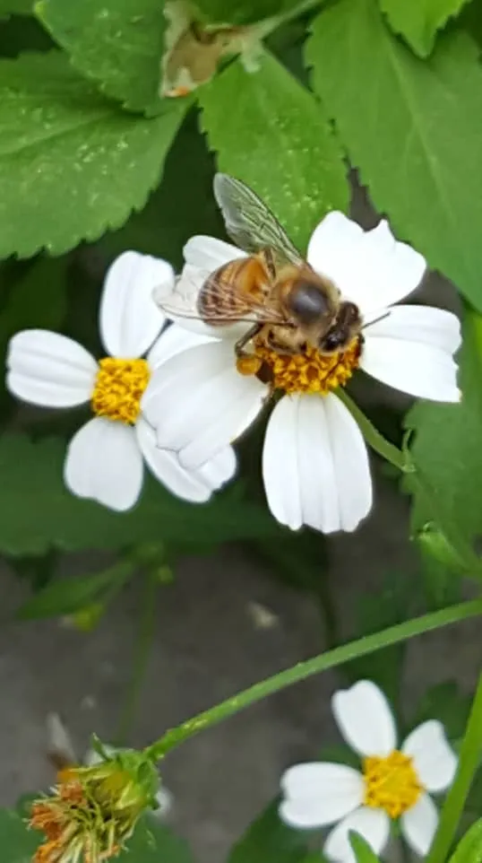 Abeja.jpg