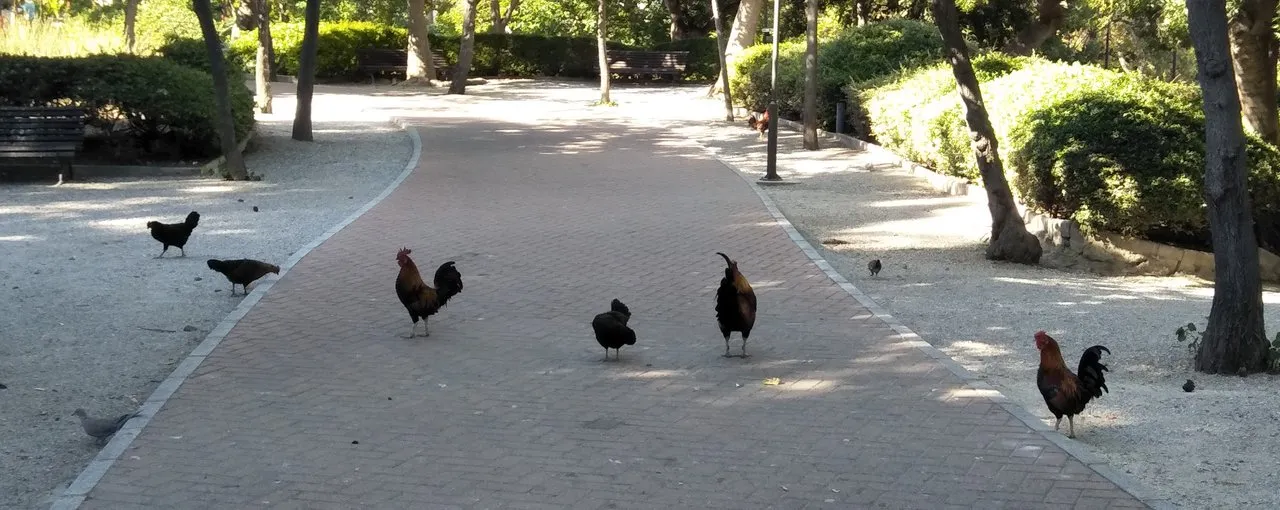 chicks.jpg