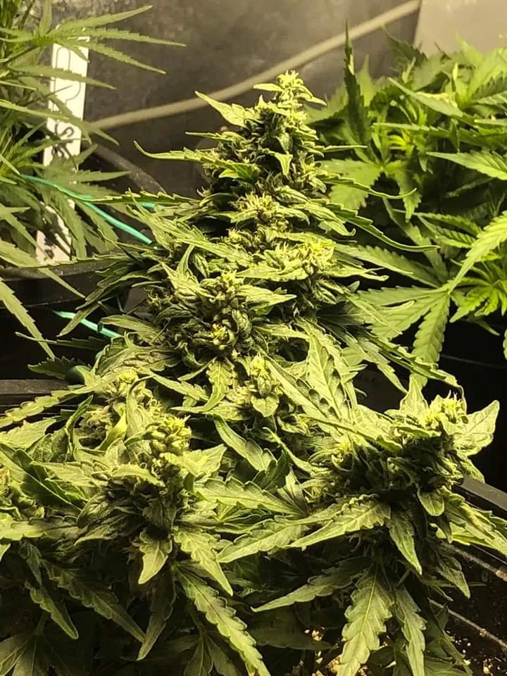 Grow Image-2020614.jpg