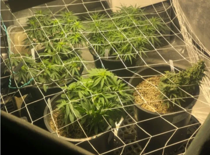 Grow image-20200616.jpg