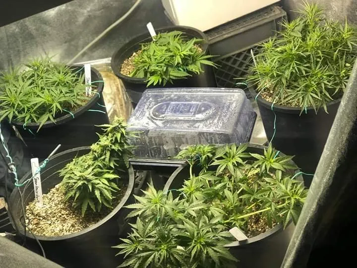 Grow image-20200609.jpg