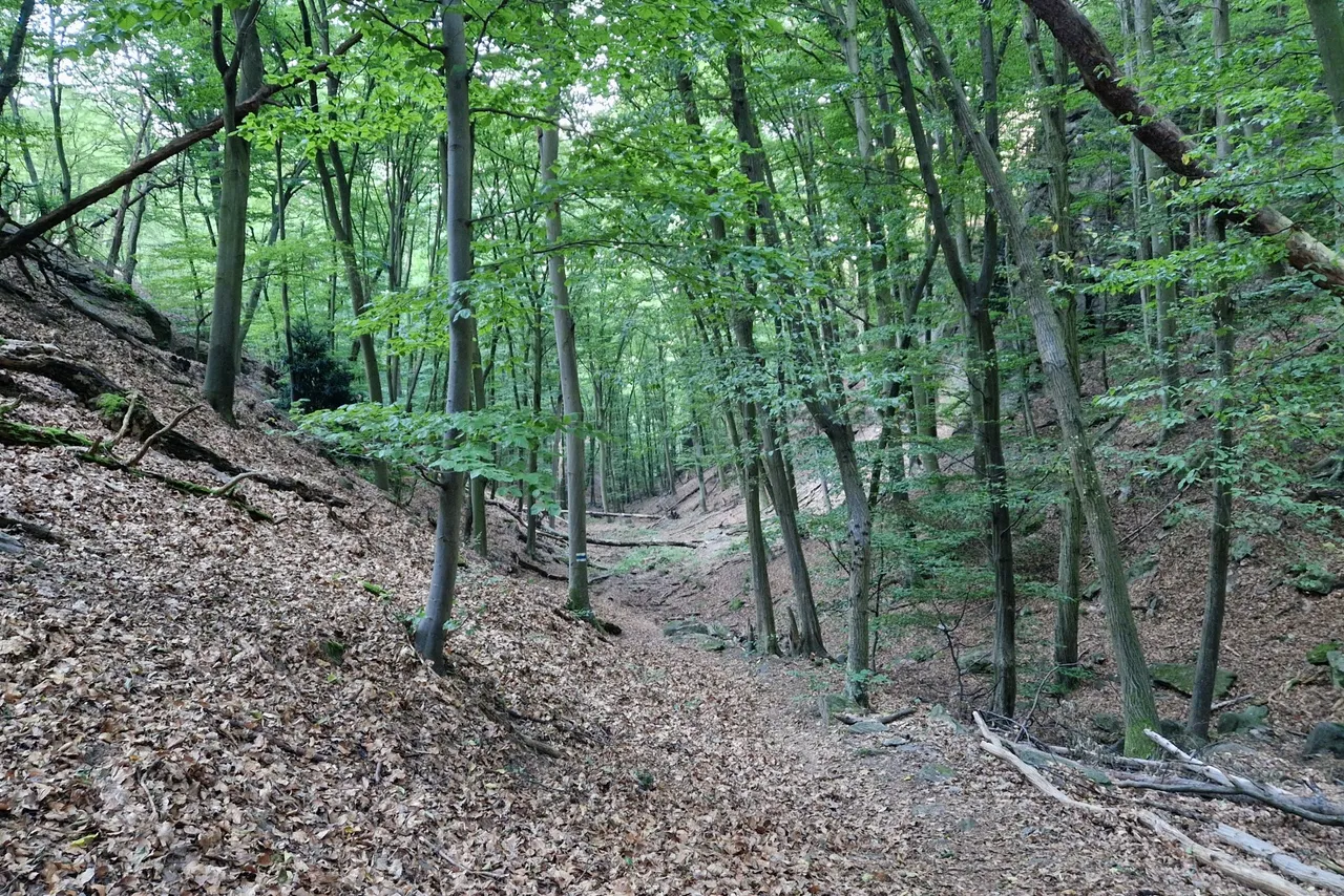 Then I went back to the Fesslhütte. For the way down to Dürnstein I chose the Talgraben. The way was also quite steep but not rocky as the Vogelbergsteig. More images and a map can be found on Weinbergwandern.at!GPS data can be downloaded here!