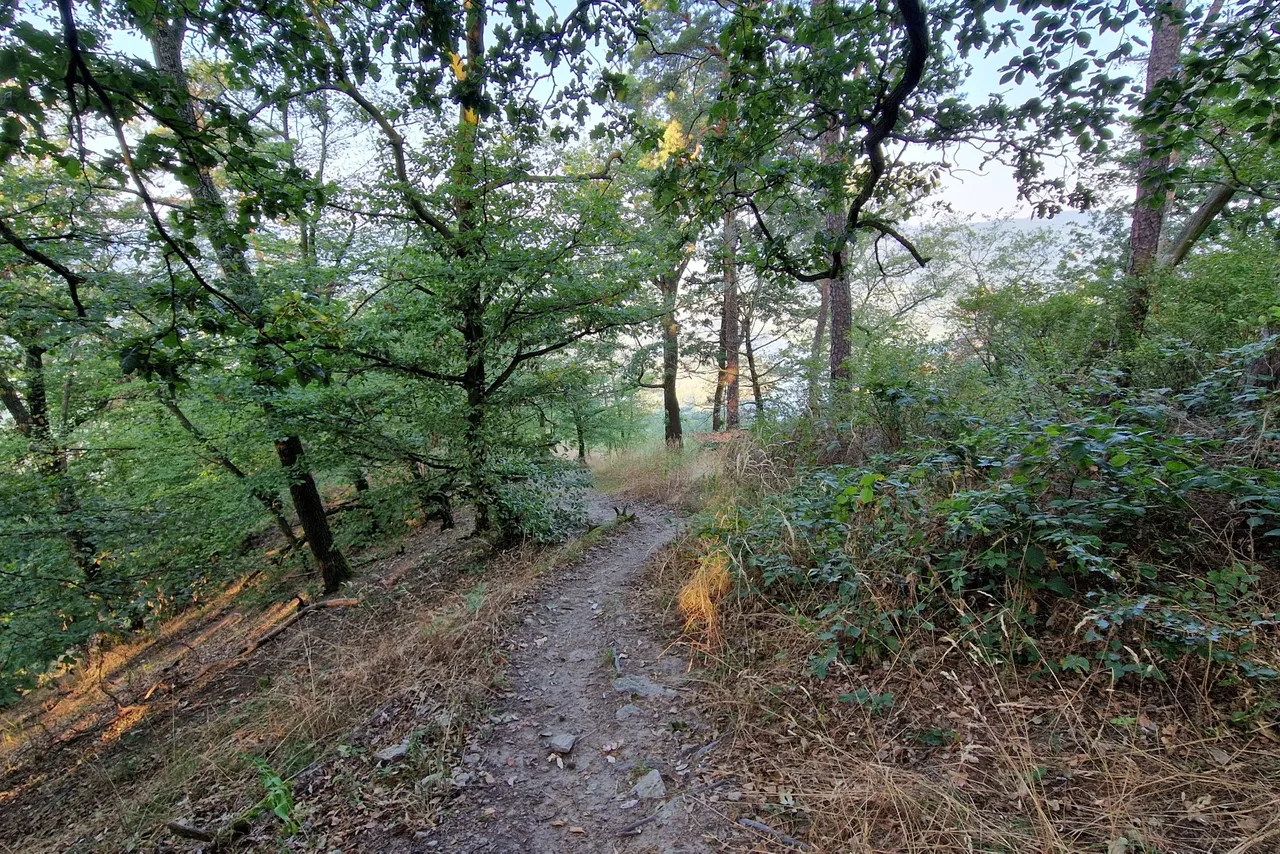 Finally you come to woodland again and reach a crossing.