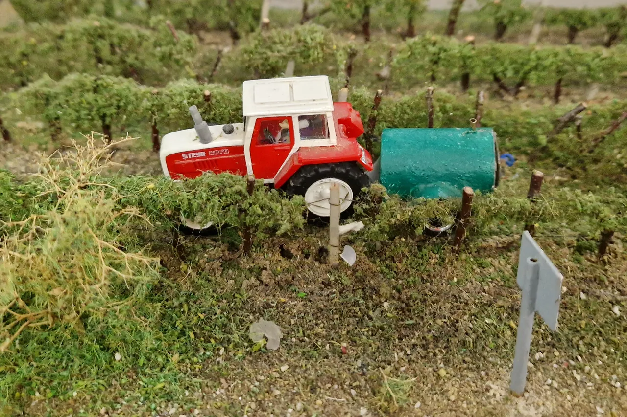 Vineyard scenery