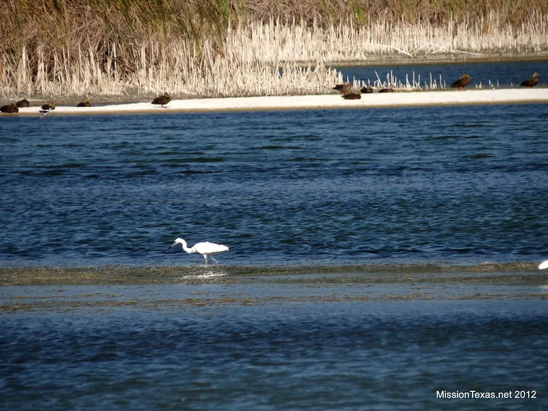 Madero Pond near the World Birding Center
