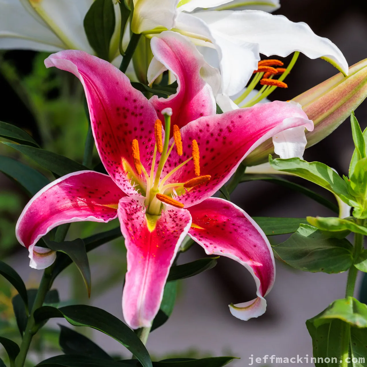 Lilies