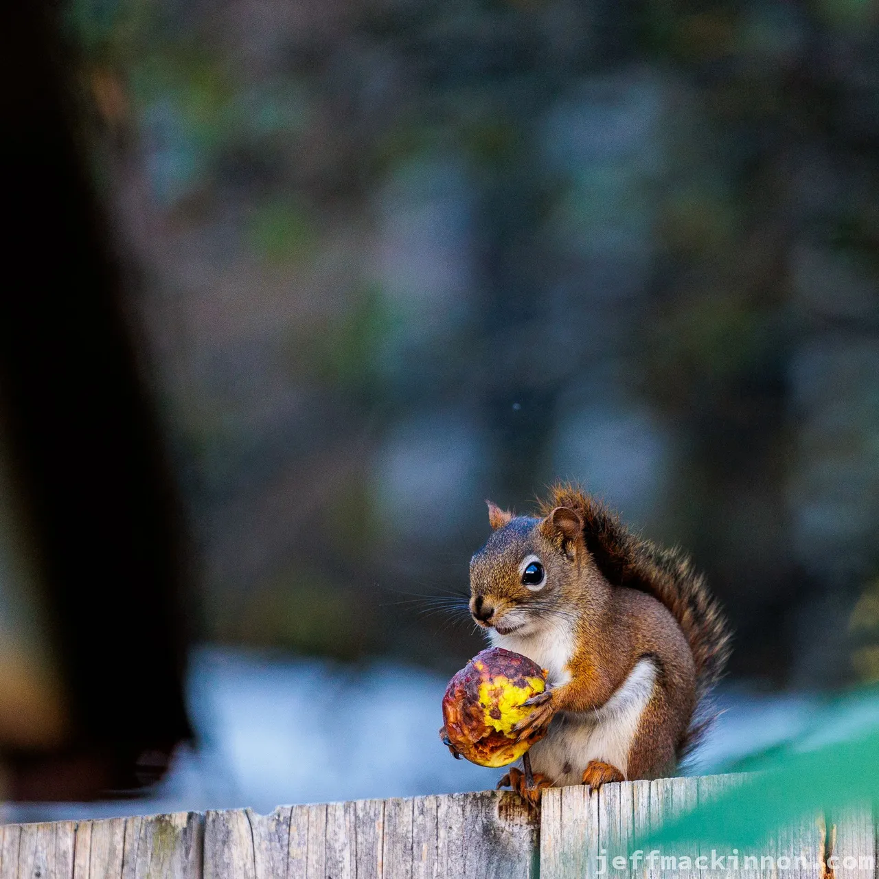 squirrels and apples