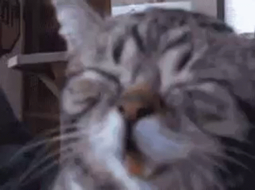 untitled.gif