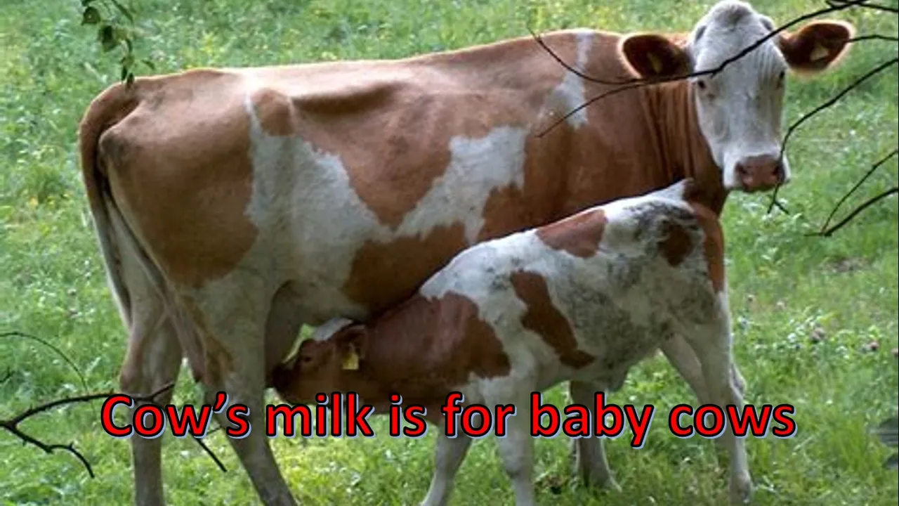 Milk.jpg