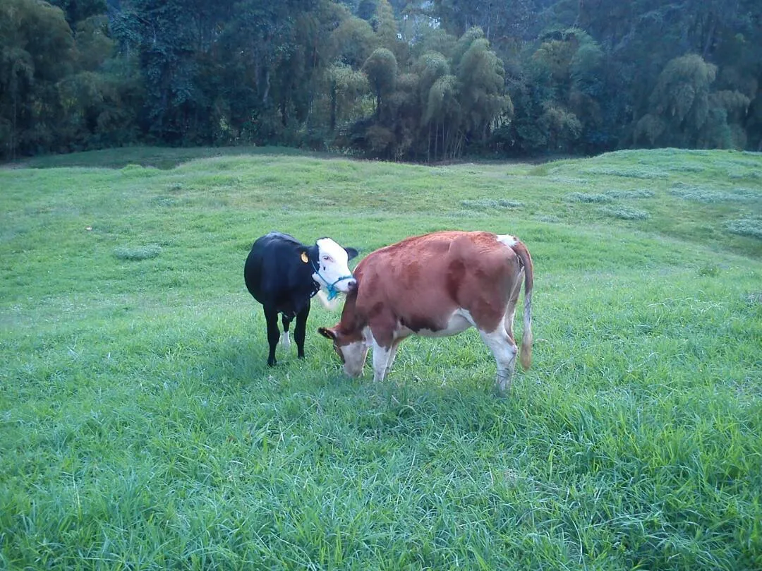 vaca.JPG
