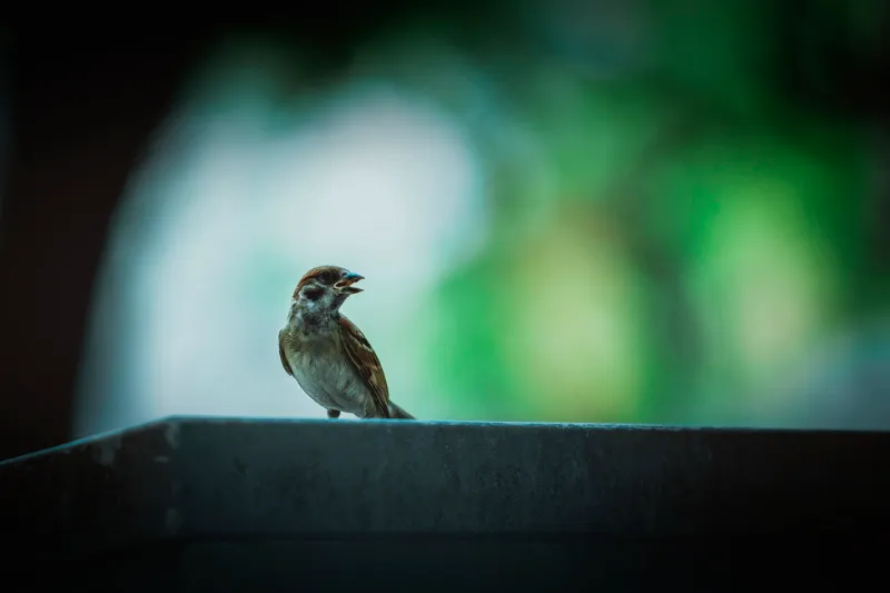 bird.jpg