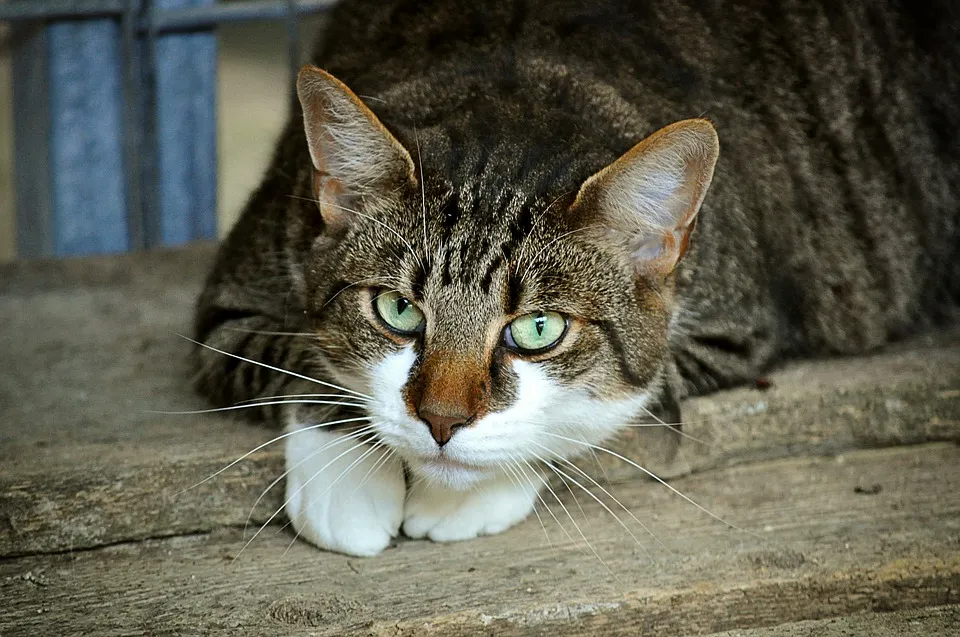 cat1.jpg