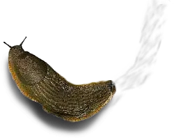 slug.png