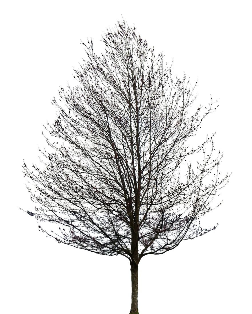 tree.png