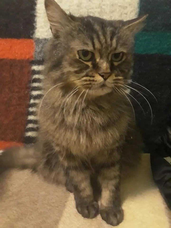tom1.jpg