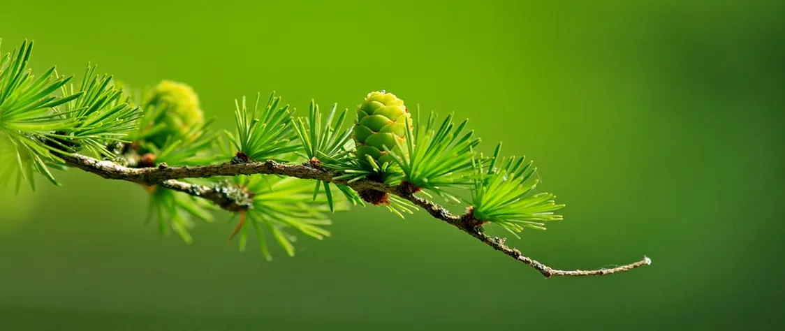 pine.png