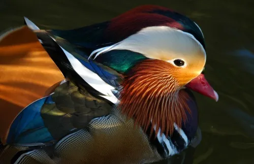 duck.jpg