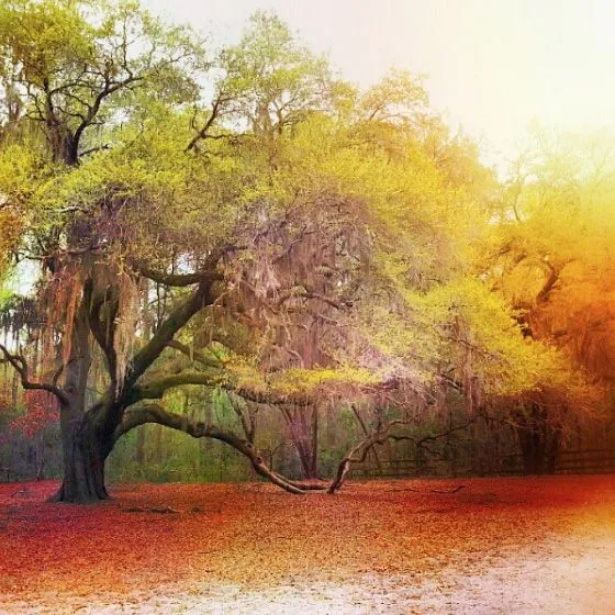 tree.jpg