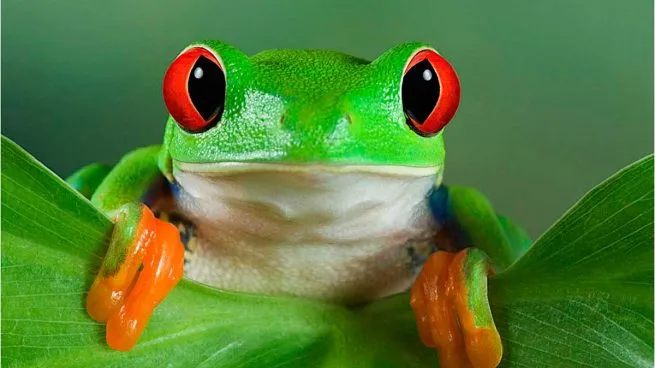 rana.png